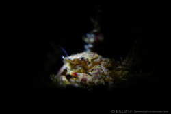 S N O O T #1 
Porcelain crab (Porcellanidae)
 Anilao, P... by Irwin Ang 